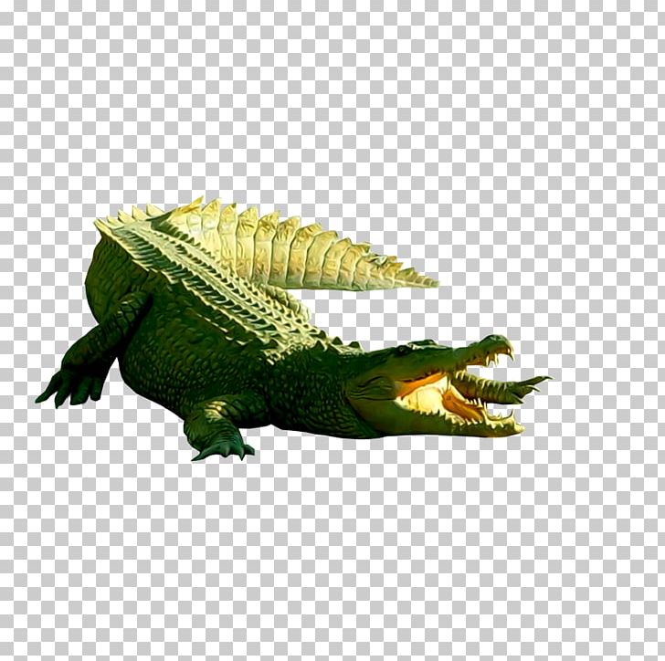 nile crocodile clipart image