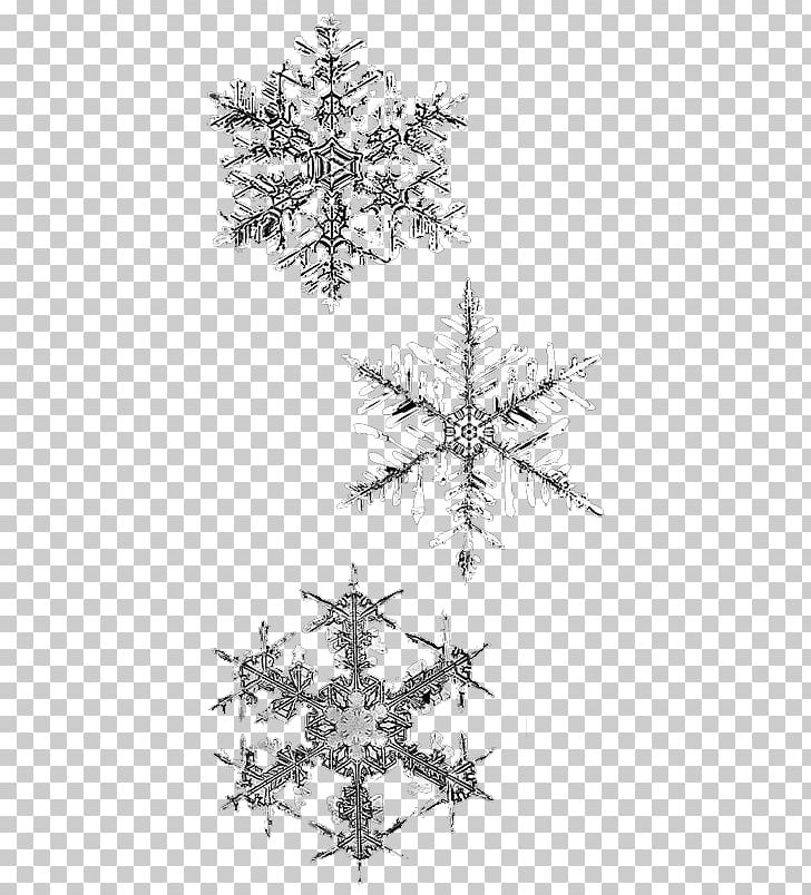 Snowflake Winter PNG, Clipart, Atmosphere Of Earth, Black And White, Branch, Computer Icons, Conifer Free PNG Download