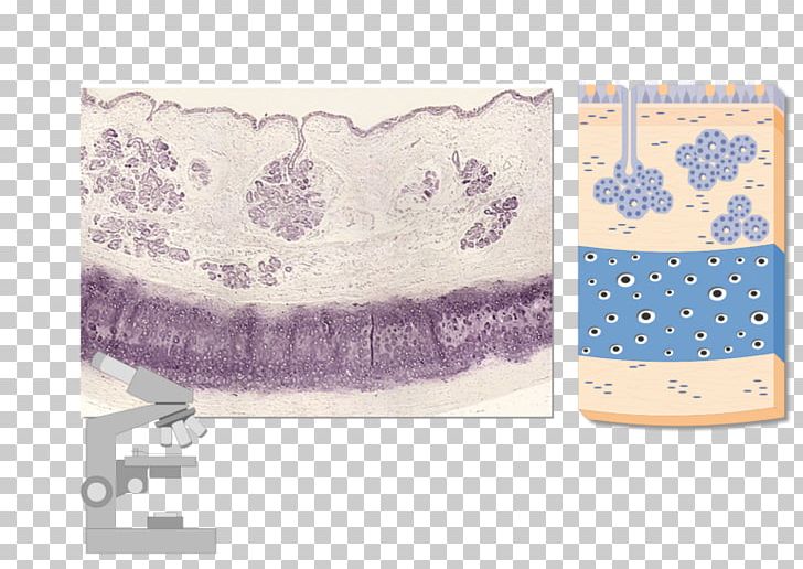 Trachea Adventitia Micrograph Mucous Membrane Esophagus PNG, Clipart, Adventitia, Anatomy, Blue, Connective Tissue, Esophagus Free PNG Download