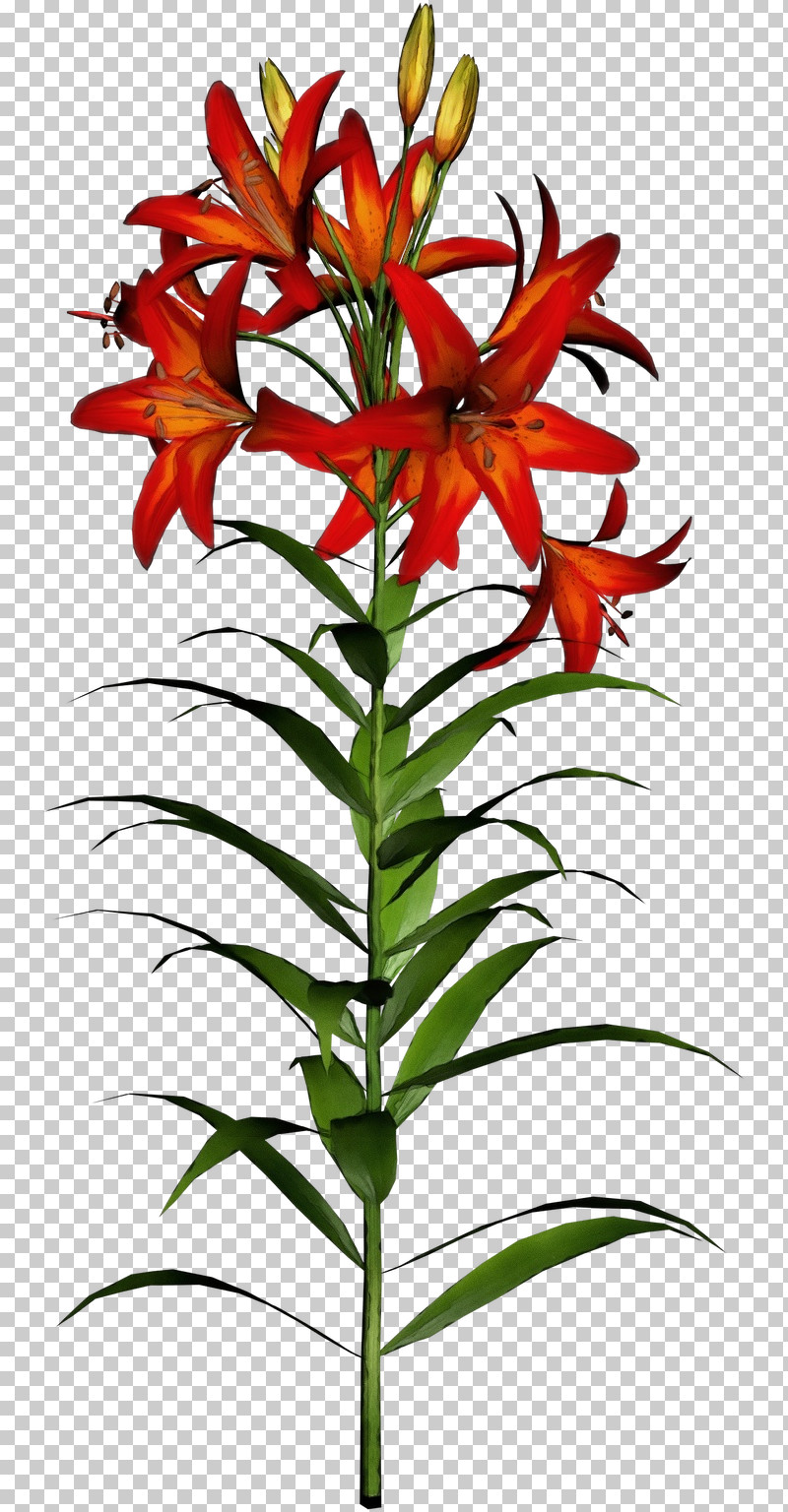 Flower Plant Terrestrial Plant Pedicel Lily PNG, Clipart, Flower, Herbaceous Plant, Houseplant, Lily, Paint Free PNG Download