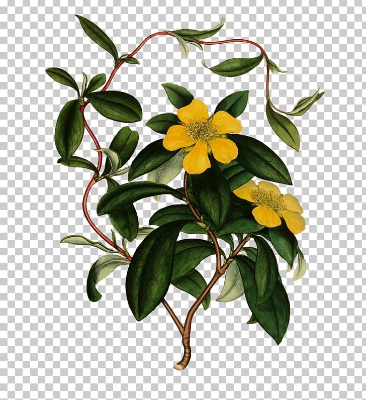 Drawing PNG, Clipart, Art, Branch, Download, Drawing, Floral Design Free PNG Download
