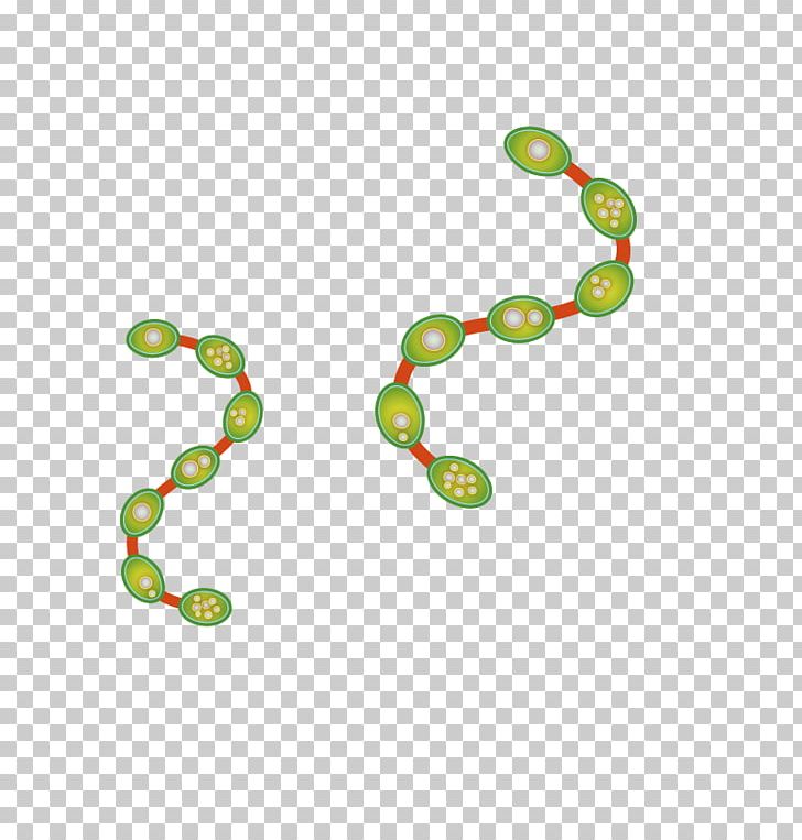 Euclidean PNG, Clipart, Adobe Illustrator, Area, Bacteria, Bacterial, Body Jewelry Free PNG Download