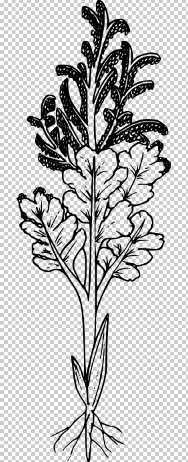 Wildflower PNG, Clipart, Black And White, Branch, Commodity, Drawing, Flora Free PNG Download