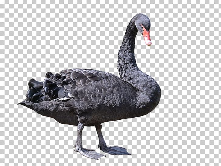 Black Swan Bird PNG, Clipart, Animals, Art, Background Black, Beak, Bird Free PNG Download