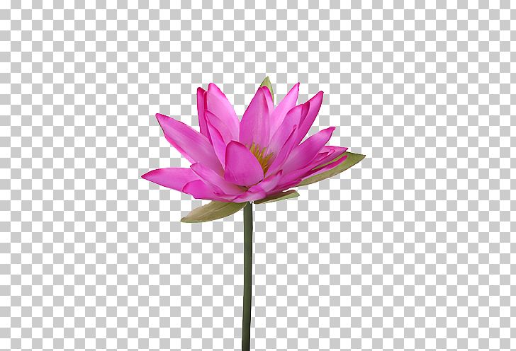 Nelumbo Nucifera Water Lily Flower Lilium Plant Stem PNG, Clipart, Aquatic Plant, Artificial Flower, Cut Flowers, Dahlia, Flora Free PNG Download
