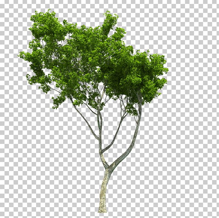 Tree Landscape Architecture Information Copying PNG, Clipart, Agac, Agac Resimleri, Branch, Bulletin Board System, Copying Free PNG Download