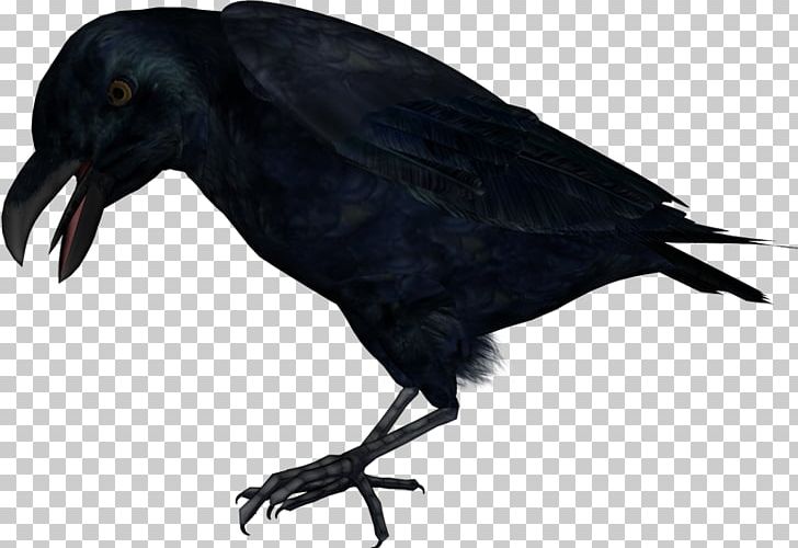 Common Raven Carrion Crow Raster Graphics Editor PNG, Clipart, American Crow, Aves, Beak, Bird, Carrion Crow Free PNG Download