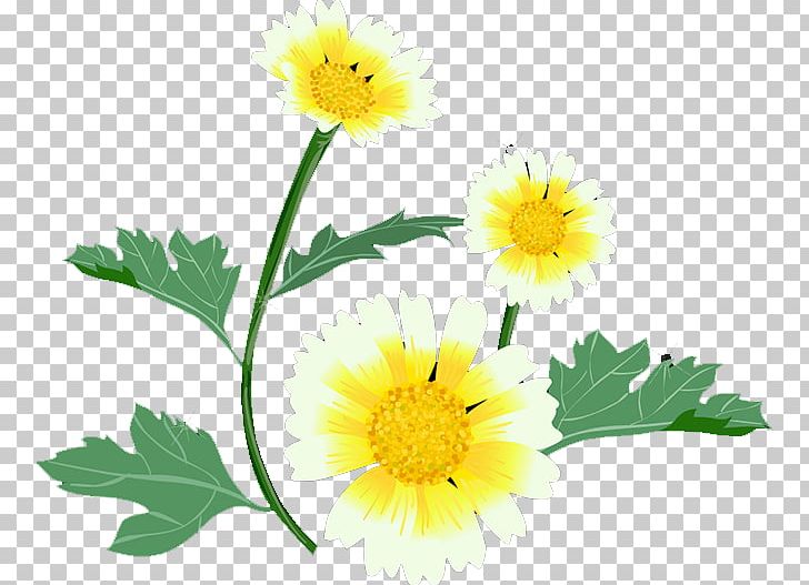 Glebionis Coronaria Roman Chamomile Yellow Floral Design Petal PNG, Clipart, Beautiful, Calendula, Chamaemelum, Chamaemelum Nobile, Chrysanthemum Chrysanthemum Free PNG Download