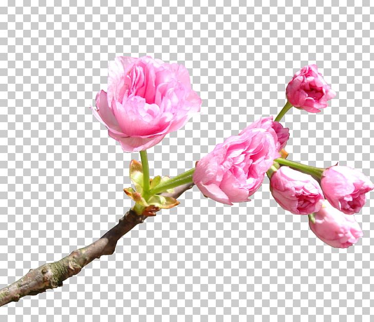 National Cherry Blossom Festival Cerasus PNG, Clipart, Artificial Flower, Branch, Cherry, Cherry Tree, Data Free PNG Download