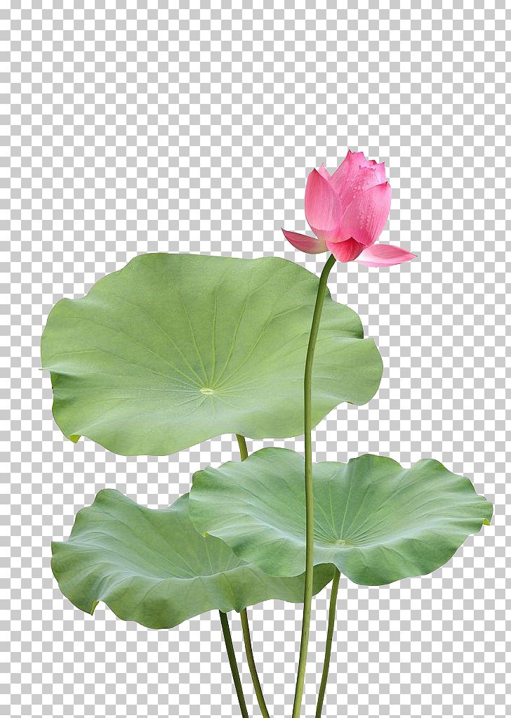 Nelumbo Nucifera Leaf Photography PNG, Clipart, Aquatic Plant, Artificial Flower, Biological, Biological World, Download Free PNG Download