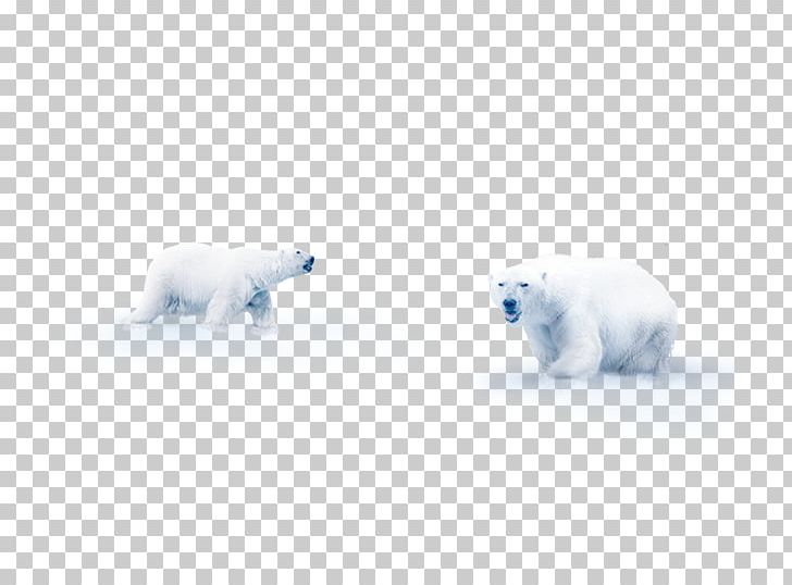 Polar Bear Snow Flooring Mammal PNG, Clipart, Animals, Bear, Blue, Canidae, Carnivoran Free PNG Download