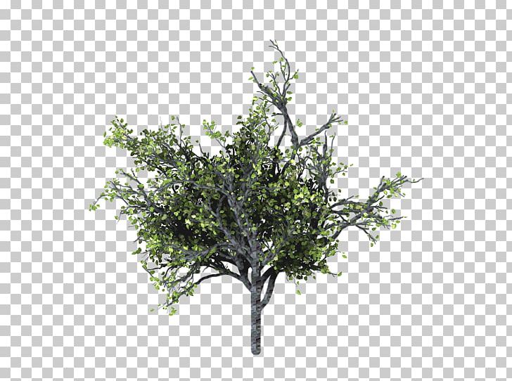 Tree Branch Woody Plant Twig PNG, Clipart, Arboles, Blender, Branch, Makehuman, Nature Free PNG Download