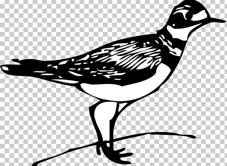 Gulls Bird Nest Finch PNG, Clipart, Animals, Artwork, Beak, Bird, Bird Nest Free PNG Download