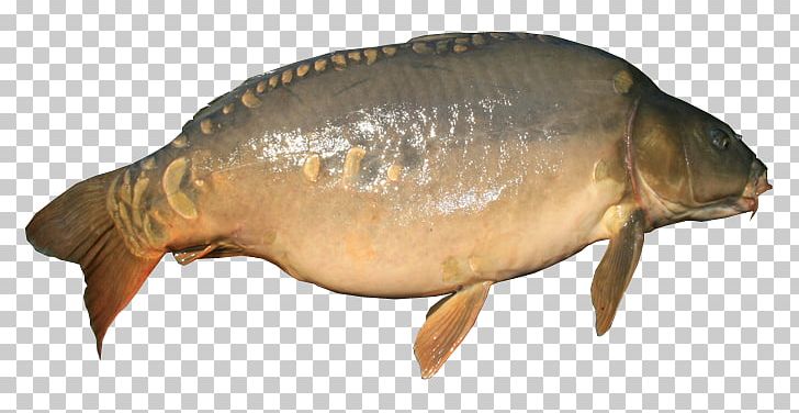 Mirror Carp Fish PNG, Clipart, Bighead Carp, Bony Fish, Carp, Carp Fishing, Common Carp Free PNG Download