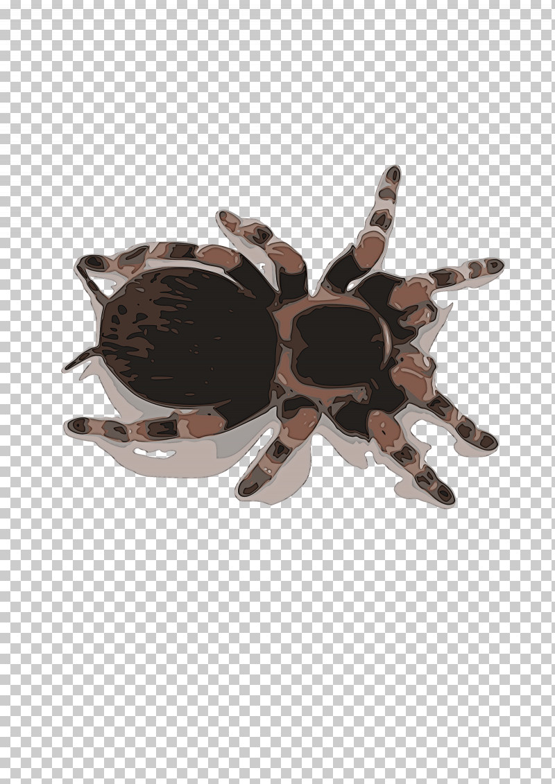 Tarantula Brown Beige Spider Brooch PNG, Clipart, Beige, Brooch, Brown, Spider, Tarantula Free PNG Download