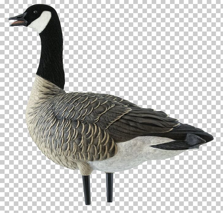 Canada Goose Mallard Decoy PNG, Clipart, Animals, Anseriformes, Beak, Bird, Canada Free PNG Download
