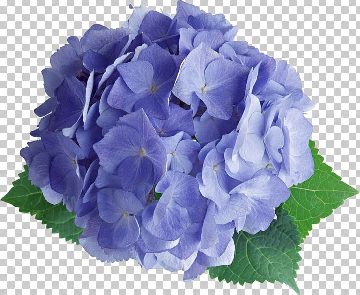 French Hydrangea Flower Photography PNG, Clipart, Albom, Annual Plant, Aspect Ratio, Blue, Computer Icons Free PNG Download