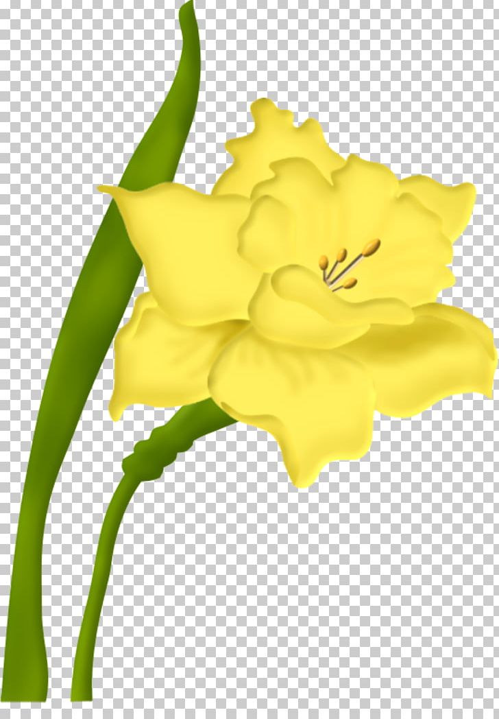 Cut Flowers Floral Design Blume PNG, Clipart, Amaryllis Family, Blume, Com, Cut Flowers, Daylily Free PNG Download