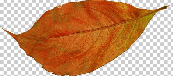 Leaf Photography PNG, Clipart, Branch, Brown, Leaf, Orange, Photography Free PNG Download