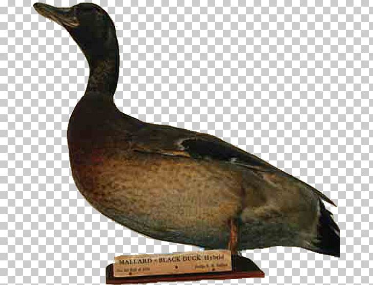 Mallard Goose Duck Decoy Xenia PNG, Clipart, Animals, Beak, Bird, Canada Goose, Canvasback Free PNG Download