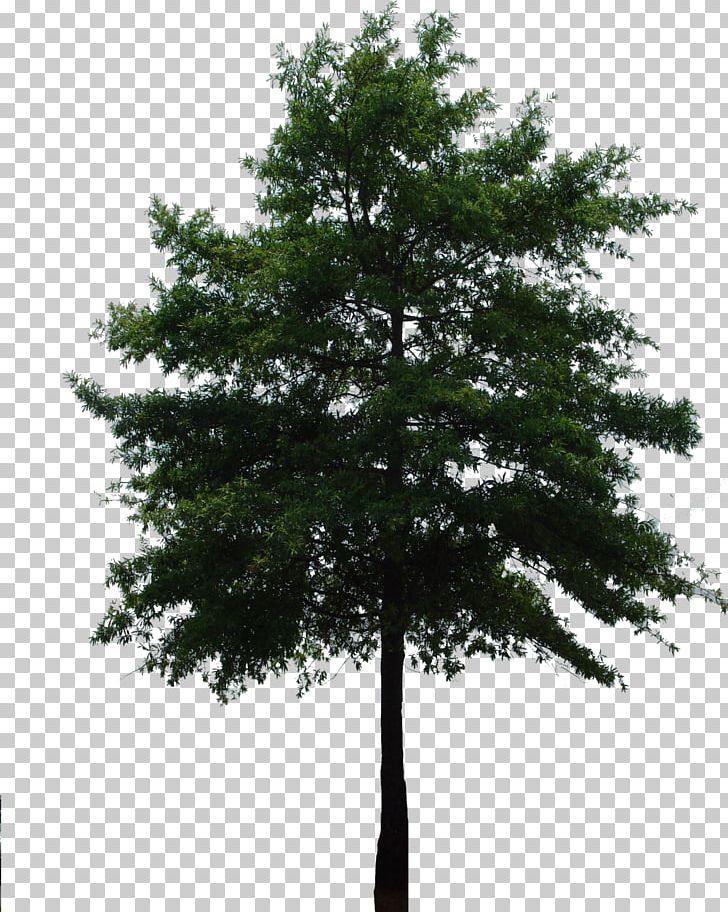 Branch Tree Fir Evergreen Arecaceae PNG, Clipart, Arecaceae, Branch, Christmas Tree, Desktop Wallpaper, Evergreen Free PNG Download