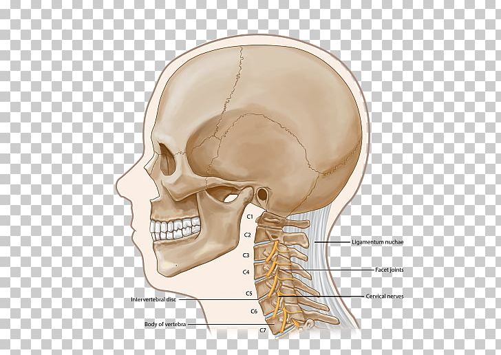 Ear Skull Skeleton Jaw Nerve PNG, Clipart, Bone, Cervical Vertebrae, Chin, Cure, Ear Free PNG Download
