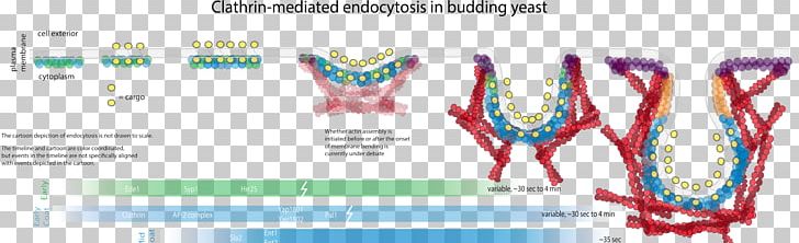 Endocytosis Actin Cell Membrane Clathrin PNG, Clipart, Actin, Area, Arp23 Complex, Barnes, Biological Membrane Free PNG Download