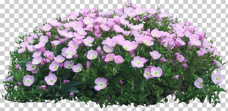 Flower Garden PNG, Clipart, Annual Plant, Bellflower Family, Callalily, Cut Flowers, Floral Design Free PNG Download