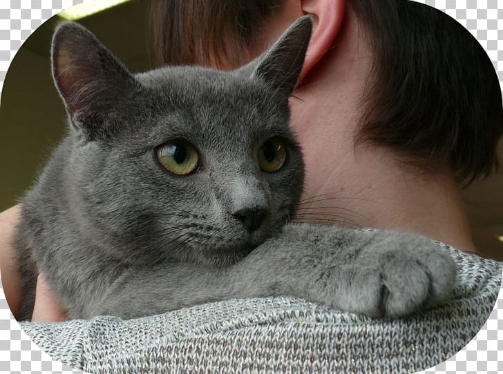 Korat Chartreux Russian Blue British Shorthair Nebelung Png