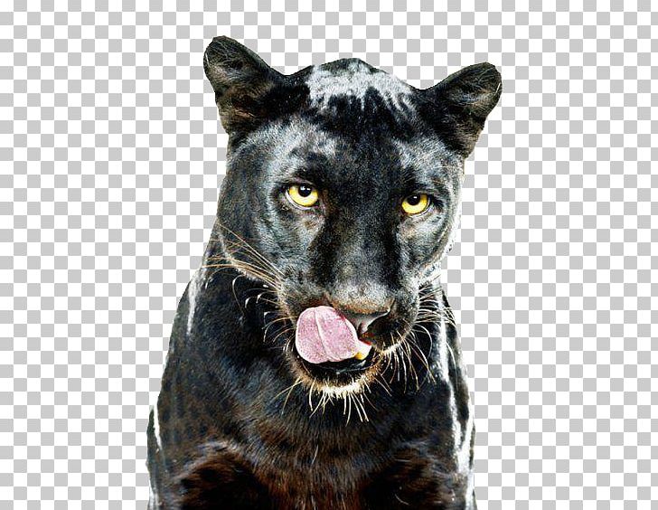 Leopard Black Panther GIF Dog PNG, Clipart, Animals, Big Cat, Big Cats, Black Cat, Black Panther Free PNG Download