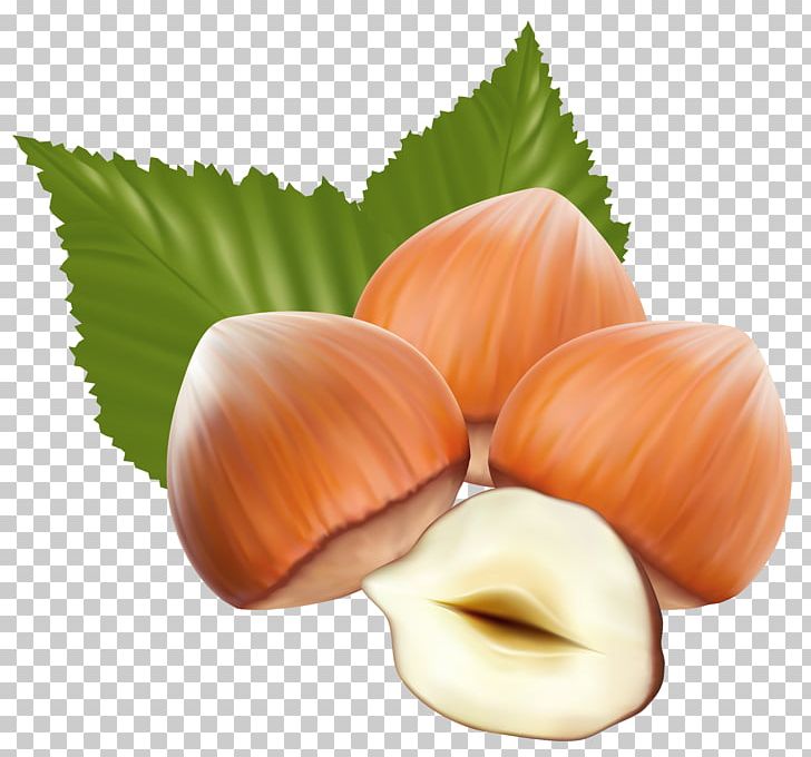 Hazelnut PNG, Clipart, Download, Encapsulated Postscript, Food, Fruit Nut, Hazelnut Free PNG Download