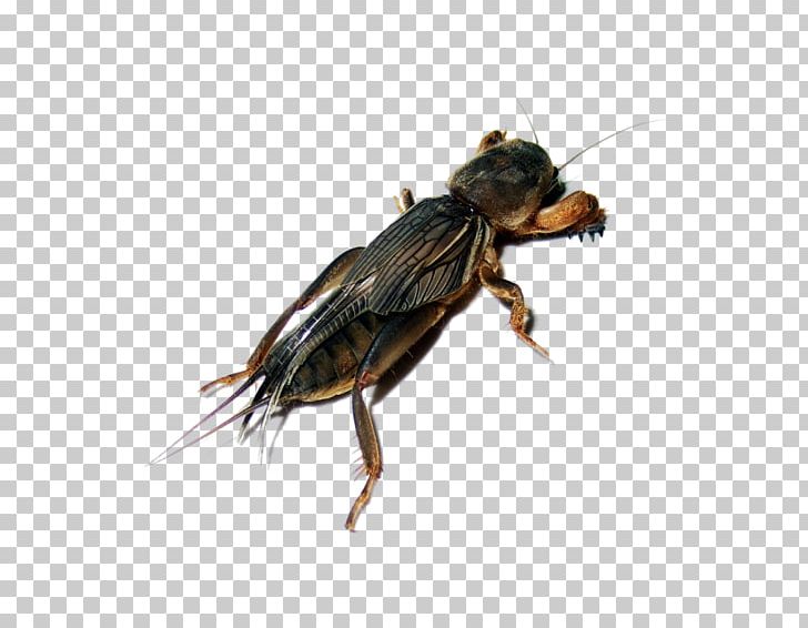 Insect Domestic Pig Cicadas PNG, Clipart, Animal, Animals, Arthropod, Creative Ads, Creative Artwork Free PNG Download