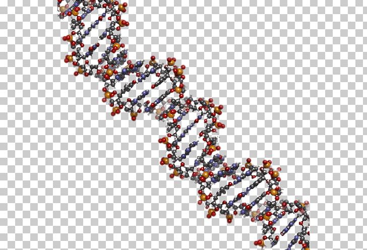 Nucleic Acid Double Helix DNA Human Genome Nucleic Acid Structure Genetics PNG, Clipart, Art, Art Print, Bead, Body Jewelry, Chemical Structure Free PNG Download