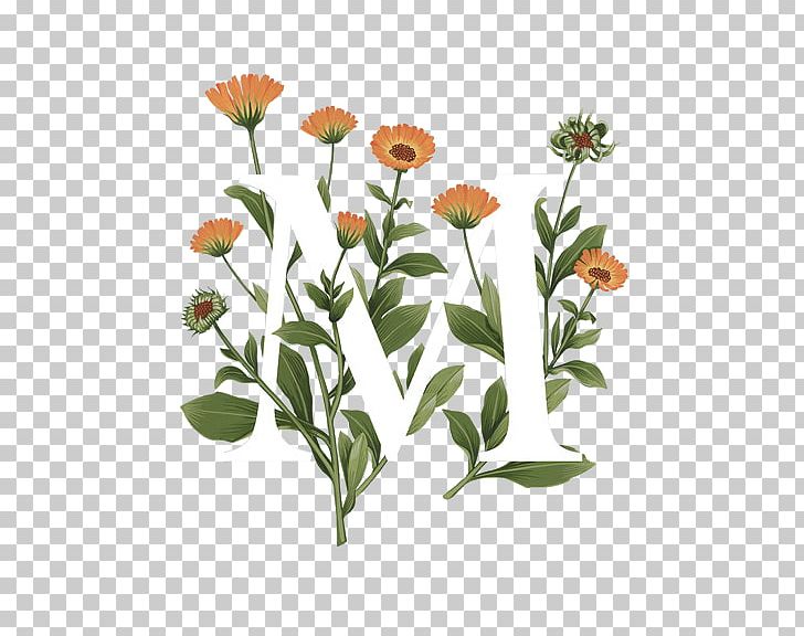 Typography Lettering Flower PNG, Clipart, Annual Plant, Art, Calendula, Cut Flowers, Daisy Free PNG Download