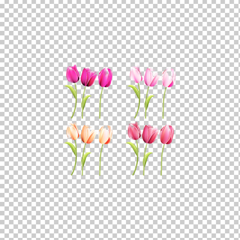 Tulip Flower Pink Plant Petal PNG, Clipart, Bud, Cut Flowers, Flower, Lily Family, Magenta Free PNG Download