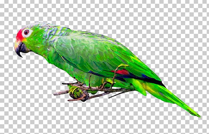 Budgerigar Lovebird Macaw Loriini PNG, Clipart, Animals, Beak, Bird, Budgerigar, Common Pet Parakeet Free PNG Download