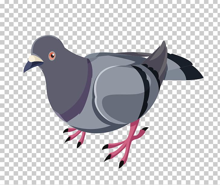 Domestic Pigeon Columbidae Bird Release Dove PNG, Clipart, Animals, Beak,  Bird, Columbidae, Computer Icons Free PNG