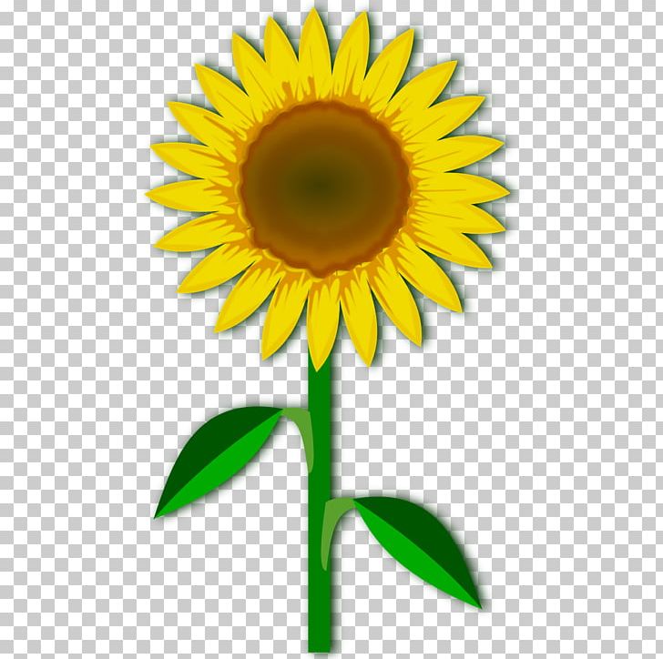 Flower PNG, Clipart, Common Sunflower, Cut Flowers, Daisy Family, Dandelion, Digital Image Free PNG Download