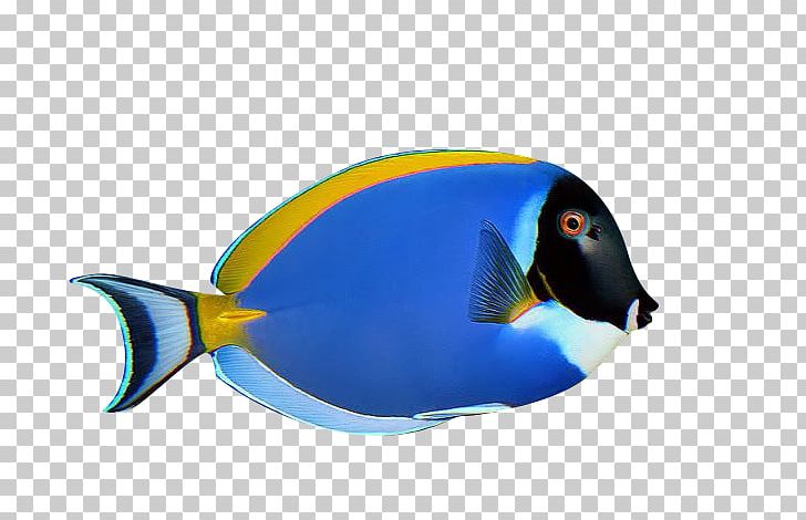 Penguin Ornamental Fish Aquarium PNG, Clipart, Animals, Aquarium, Beak, Bird, Blue Free PNG Download