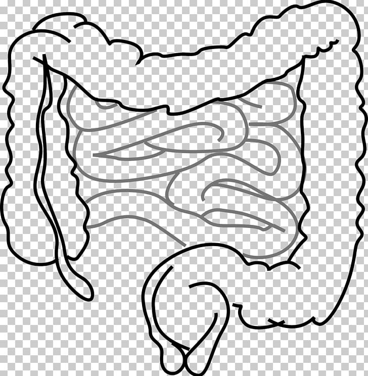 Small Intestine Gastrointestinal Tract Large Intestine PNG, Clipart, Art, Black, Black And White, Descending Colon, Digestion Free PNG Download