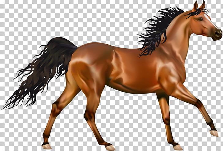 Arabian Horse Pony Equestrianism PNG, Clipart, Animals, Bit, Bridle, Canter And Gallop, Colt Free PNG Download