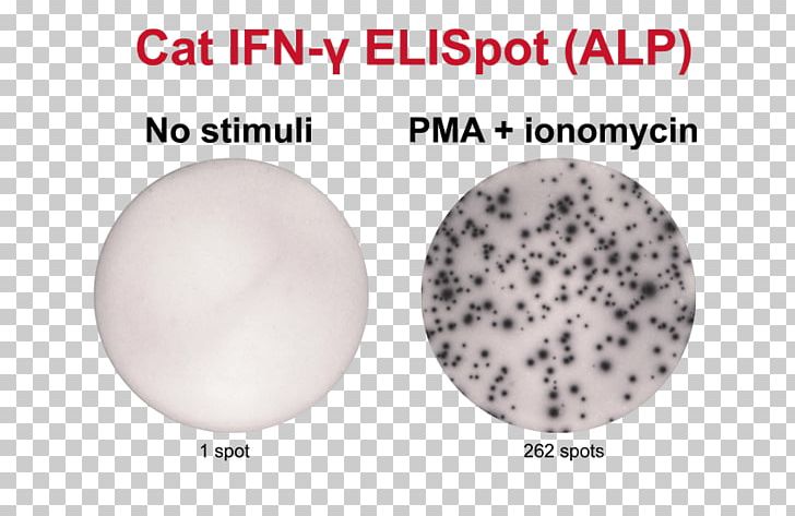 ELISPOT Ionomycin 12-O-Tetradecanoylphorbol-13-acetate Peripheral Blood Mononuclear Cell Secretion PNG, Clipart, 12otetradecanoylphorbol13acetate, Analyse, Assay, Cat, Cell Free PNG Download