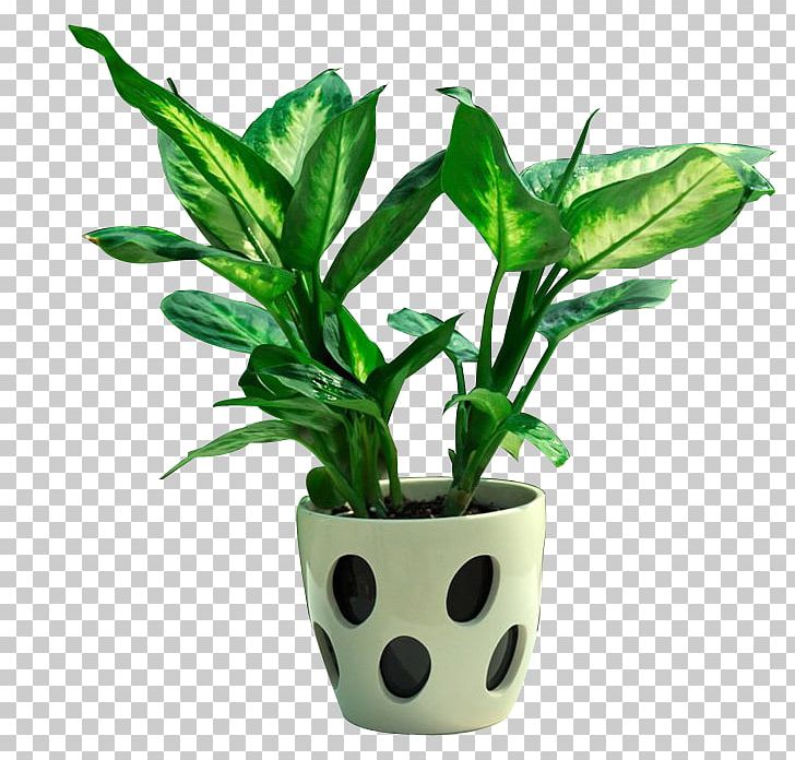 Flowerpot Bonsai Loudspeaker Plant PNG, Clipart, Bluetooth, Bonsai, Creativity, Designer, Desktop Free PNG Download