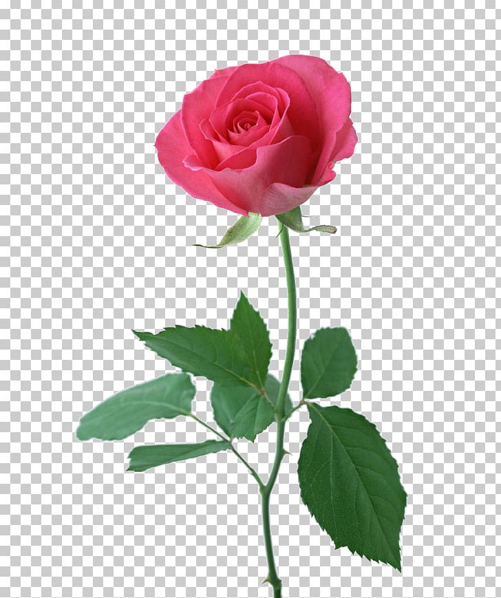 Garden Roses Flower PNG, Clipart, Blue Rose, China Rose, Cut Flowers, Drawing, Floribunda Free PNG Download