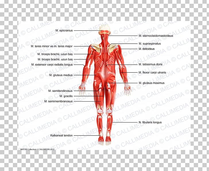 Muscle Nerve Homo Sapiens Human Body Nervous System PNG, Clipart, Anatomy, Angle, Arm, Bloo, Costume Design Free PNG Download