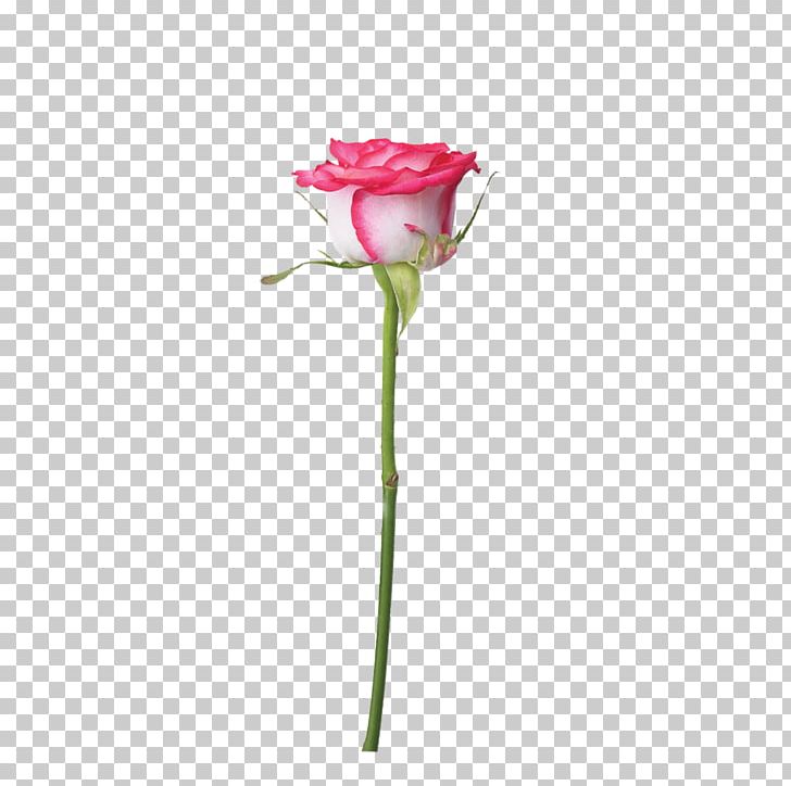 Garden Roses Beach Rose Centifolia Roses Pink PNG, Clipart, Colorful Roses, Computer Wallpaper, Flower, Flower Arranging, Flowers Free PNG Download
