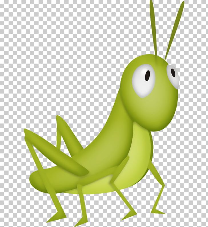 Insect Grasshopper PNG, Clipart, Amphibian, Antenna, Background Green, Cartoon, Cricket Free PNG Download