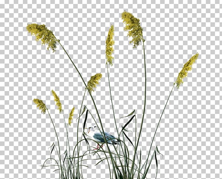 Common Reed The Interpretation Of Dreams By The Duke Of Zhou Reed & Reed PNG, Clipart, Animal, Animals, Bird, Birds, Branch Free PNG Download