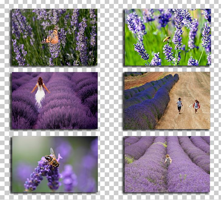 English Lavender Lavender Gardens Lake Salda French Lavender Isparta PNG, Clipart, Butterfly, English Lavender, Flower, Flowering Plant, French Lavender Free PNG Download
