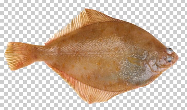 Flounder Lemon Sole Common Dab Fish PNG, Clipart, Animals, Animal Source Foods, Atlantic Cod, Bony Fish, Common Dab Free PNG Download